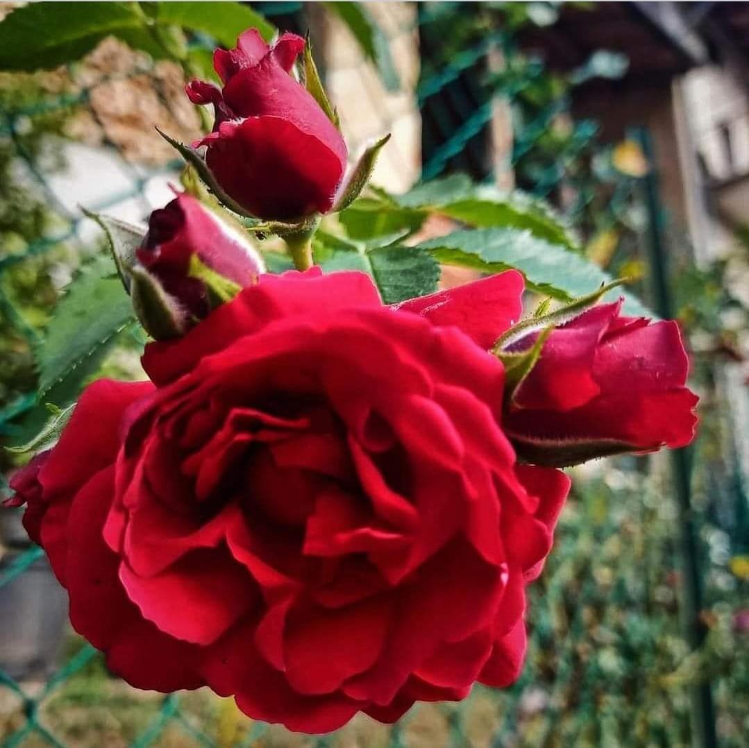 Hotel La Casa Di Elena Camerino Zewnętrze zdjęcie